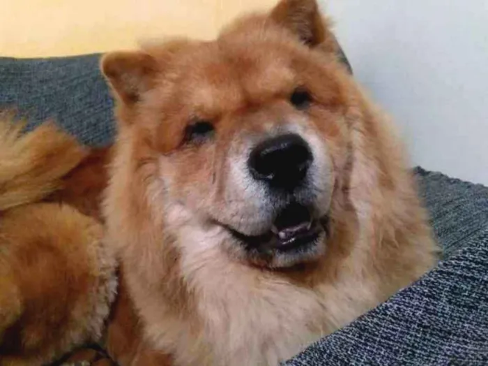 Cachorro ra a Chow chow  idade 2 anos nome Leonardo 