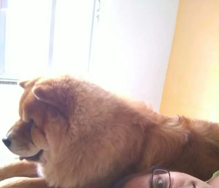 Cachorro ra a Chow chow  idade 2 anos nome Leonardo 