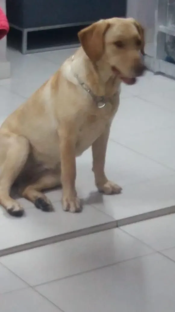 Cachorro ra a Labrador filhote idade 7 a 11 meses nome Julie