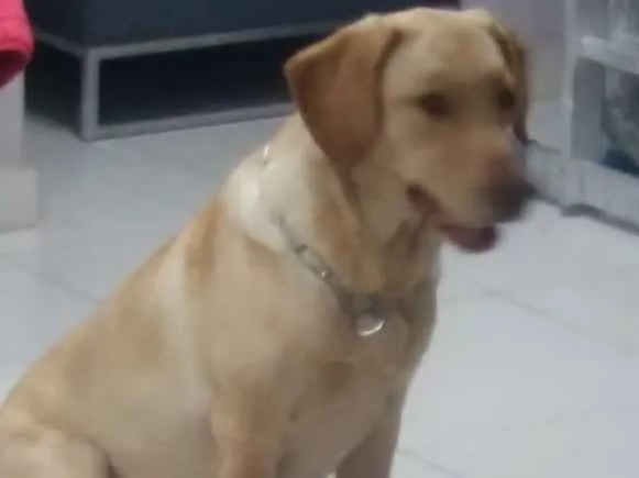 Cachorro ra a Labrador filhote idade 7 a 11 meses nome Julie