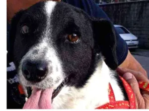 Cachorro raça SRD idade 1 ano nome Layla