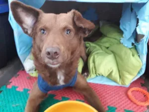 Cachorro raça Srd idade 7 a 11 meses nome Toffe