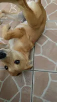 Nemo