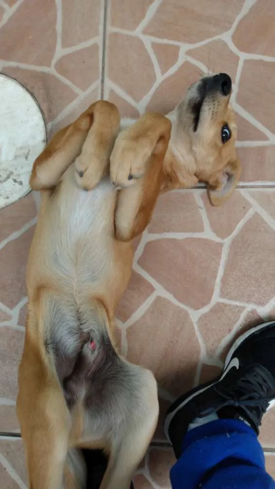 Cachorro ra a Vira lata idade 2 a 6 meses nome Nemo