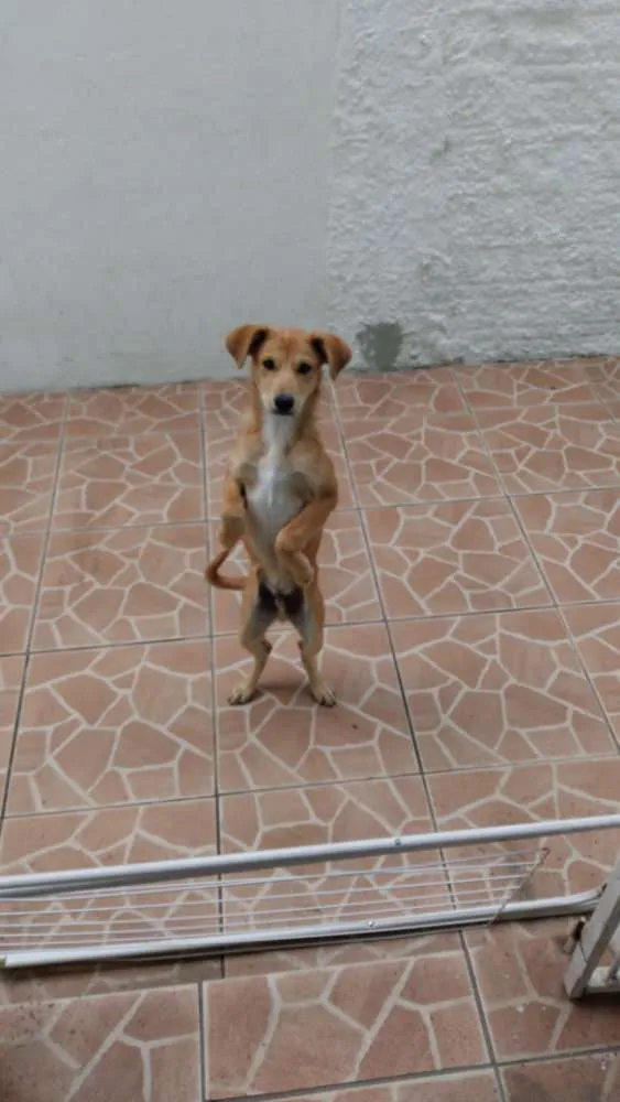 Cachorro ra a Vira lata idade 2 a 6 meses nome Nemo