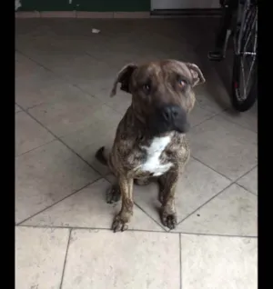 Cachorro raça Pitbull idade 1 ano nome Zeus