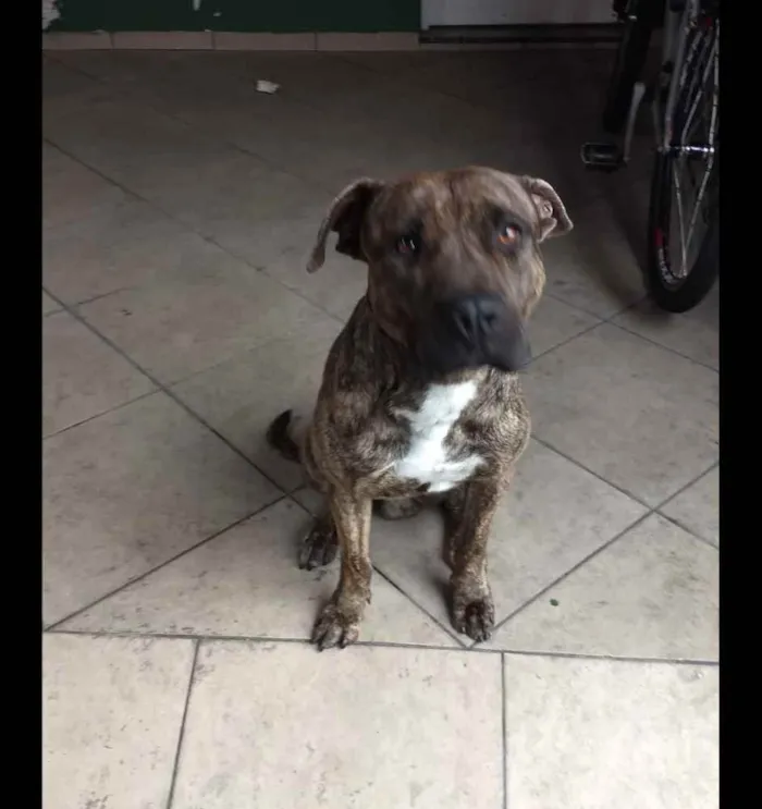 Cachorro ra a Pitbull idade 1 ano nome Zeus