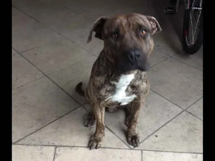 Cachorro ra a Pitbull idade 1 ano nome Zeus