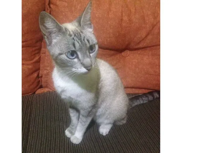 Gato ra a  idade 1 ano nome Mel