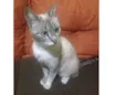 Mel