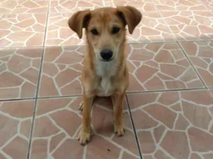 Cachorro raça Vira lata idade 2 a 6 meses nome Nemo
