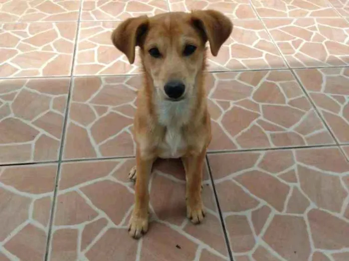Cachorro ra a Vira lata idade 2 a 6 meses nome Nemo