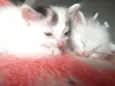 Magali e Monica