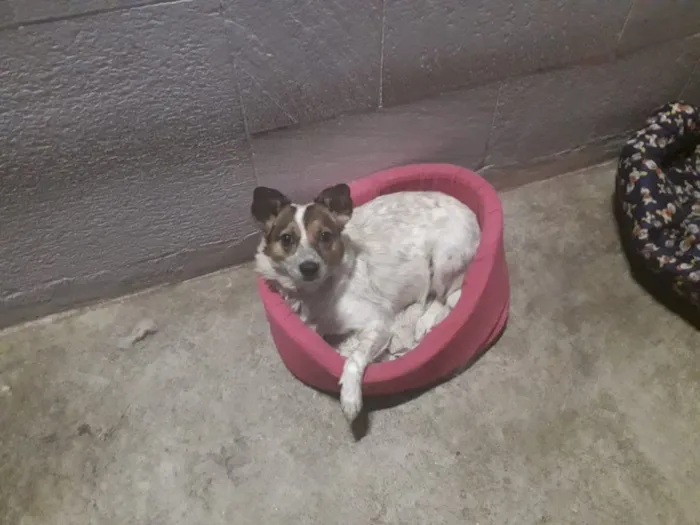 Cachorro ra a Srd idade 3 anos nome Rita