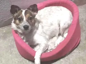 Cachorro raça Srd idade 3 anos nome Rita