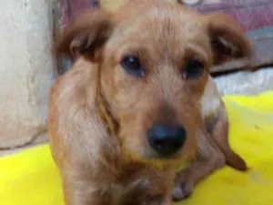 Cachorro raça Srd idade 2 anos nome Betinha