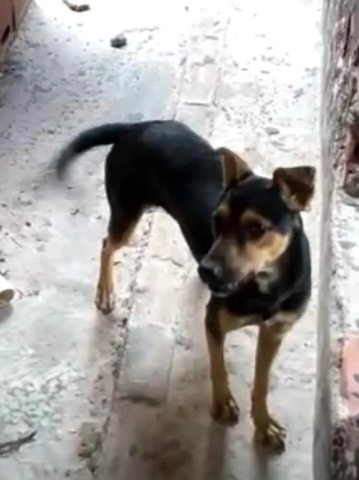 Cachorro raça SRD idade 1 ano nome Meg