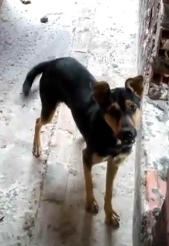 Cachorro raça SRD idade 1 ano nome Meg