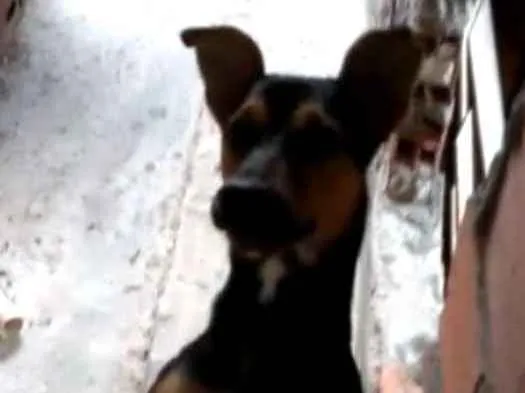 Cachorro raça SRD idade 1 ano nome Meg