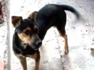 Cachorro raça SRD idade 1 ano nome Meg