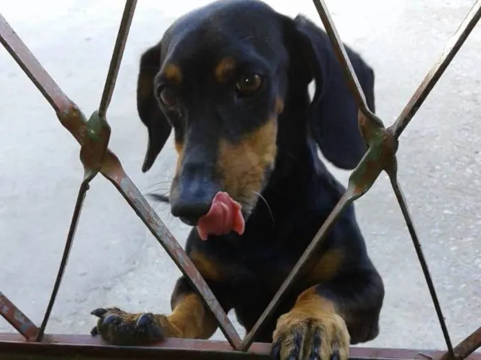 Cachorro ra a dachshund idade 6 ou mais anos nome Zequinha 