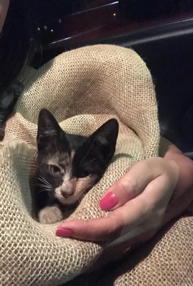 Gato ra a SRD idade Abaixo de 2 meses nome Ainda não tem nome 