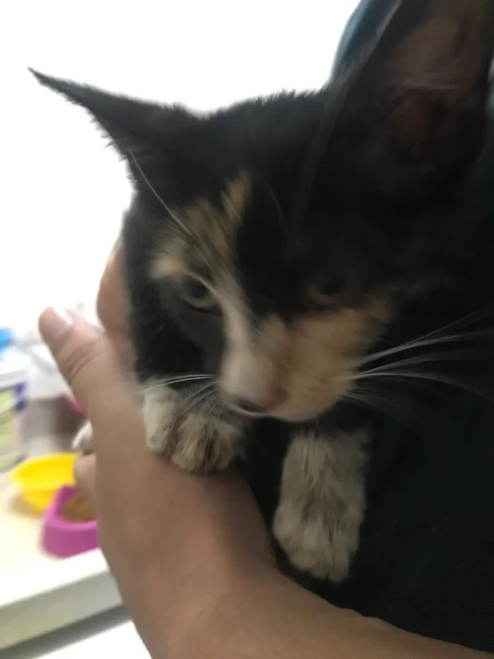 Gato ra a SRD idade Abaixo de 2 meses nome Ainda não tem nome 