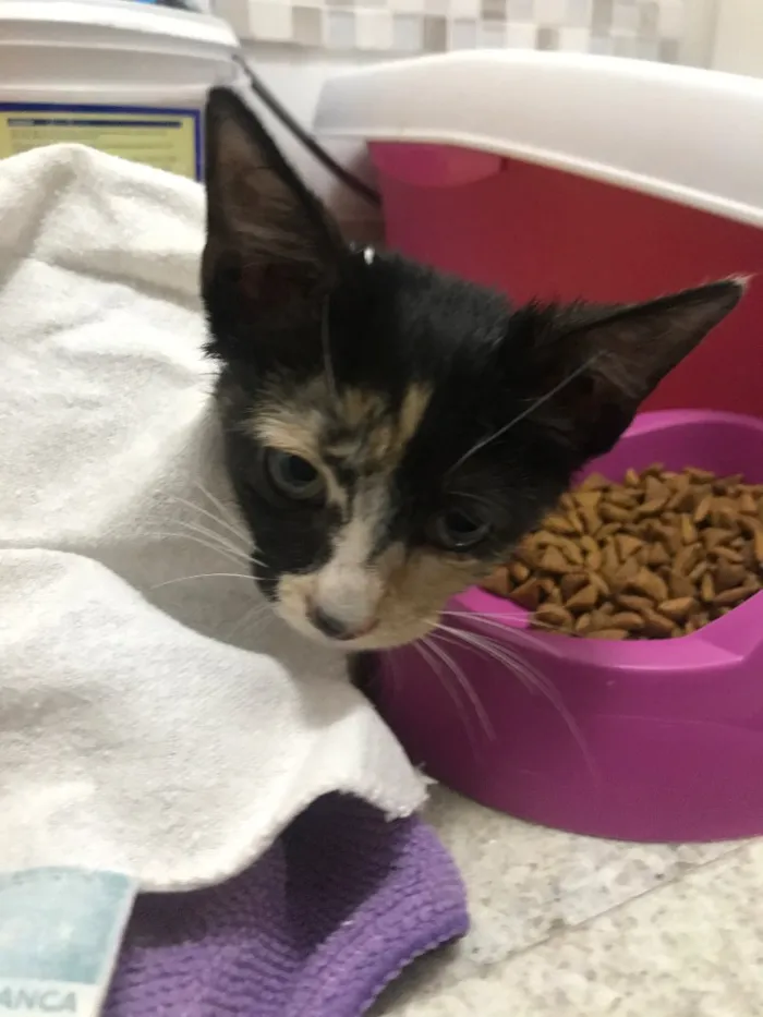 Gato ra a SRD idade Abaixo de 2 meses nome Ainda não tem nome 