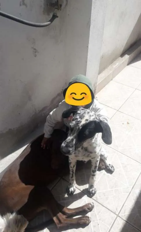 Cachorro ra a Dálmata com Vira-lata idade 7 a 11 meses nome Pipoca