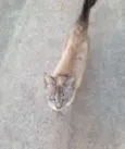Mel