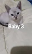Baby 3