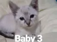 Baby 3