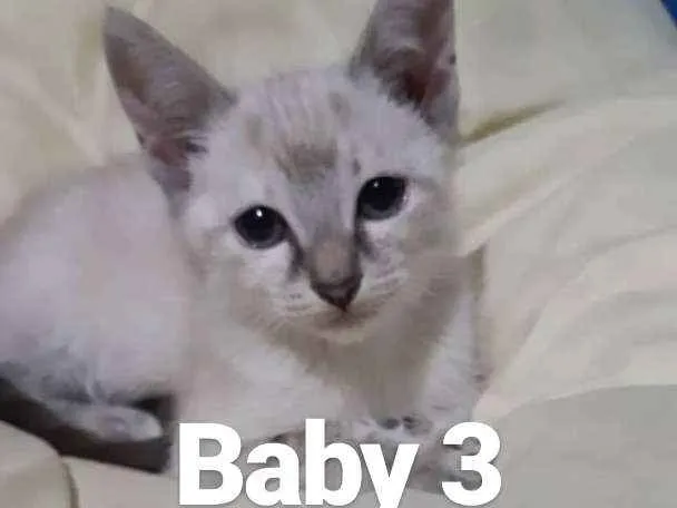 Gato ra a Raça não identificada  idade 2 a 6 meses nome Baby 3