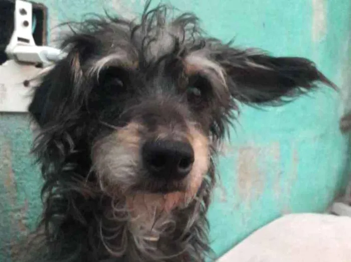 Cachorro ra a Vira lata idade 5 anos nome Nina