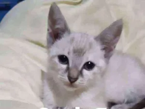 Gato raça Raça não identificada  idade 2 a 6 meses nome Baby 3