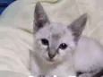 Baby 3