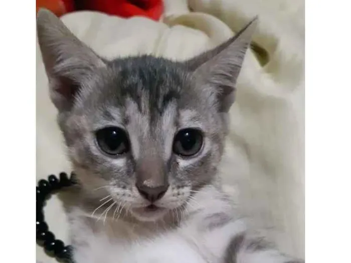 Gato ra a Raça não identificada  idade 2 a 6 meses nome Baby 2