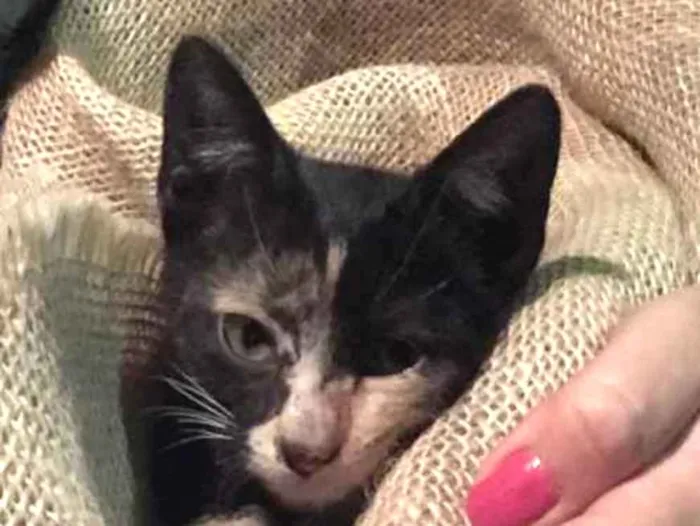 Gato ra a SRD idade Abaixo de 2 meses nome Ainda não tem nome 