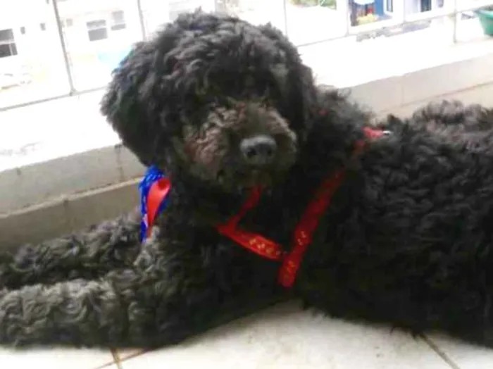 Cachorro ra a Mix Poodle  idade 3 anos nome Bilú
