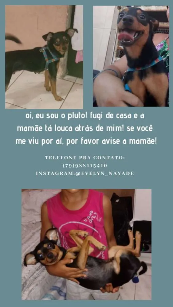 Cachorro raça Pinscher idade 2 anos nome Pluto