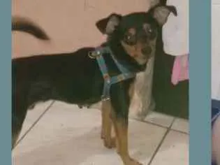 Cachorro raça Pinscher idade 2 anos nome Pluto
