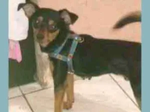 Cachorro raça Pinscher idade 2 anos nome Pluto