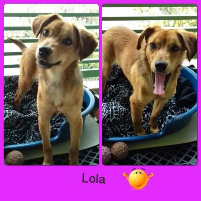 Cachorro ra a srd idade 1 ano nome Lola