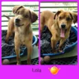 Lola