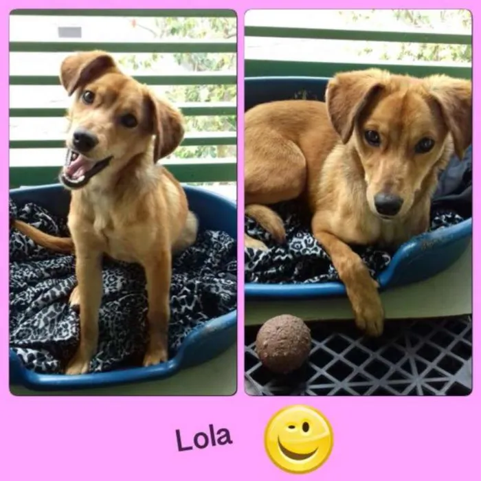 Cachorro ra a srd idade 1 ano nome Lola