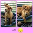 Lola