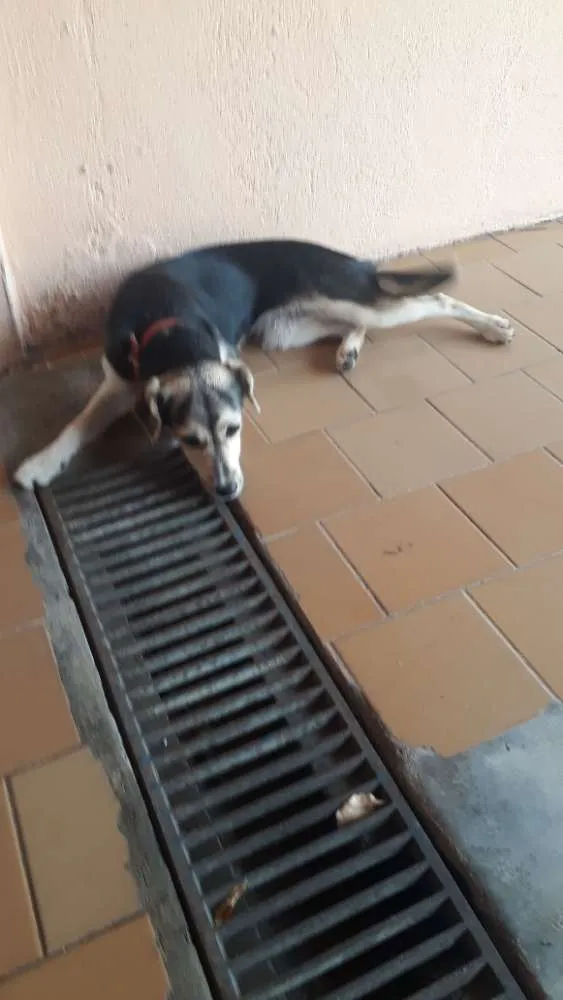Cachorro ra a Indefinida  idade 2 a 6 meses nome Belinha 