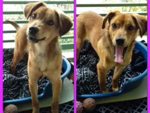 Cachorro raça srd idade 1 ano nome Lola
