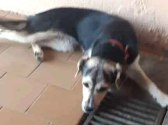 Cachorro ra a Indefinida  idade 2 a 6 meses nome Belinha 