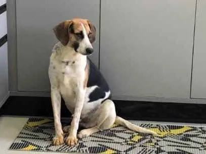 Cachorro raça SRD idade 1 ano nome Romeo